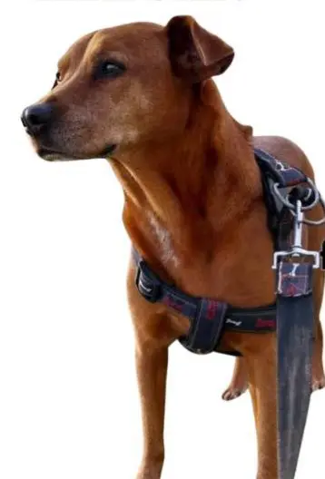perro reunited     Canelo