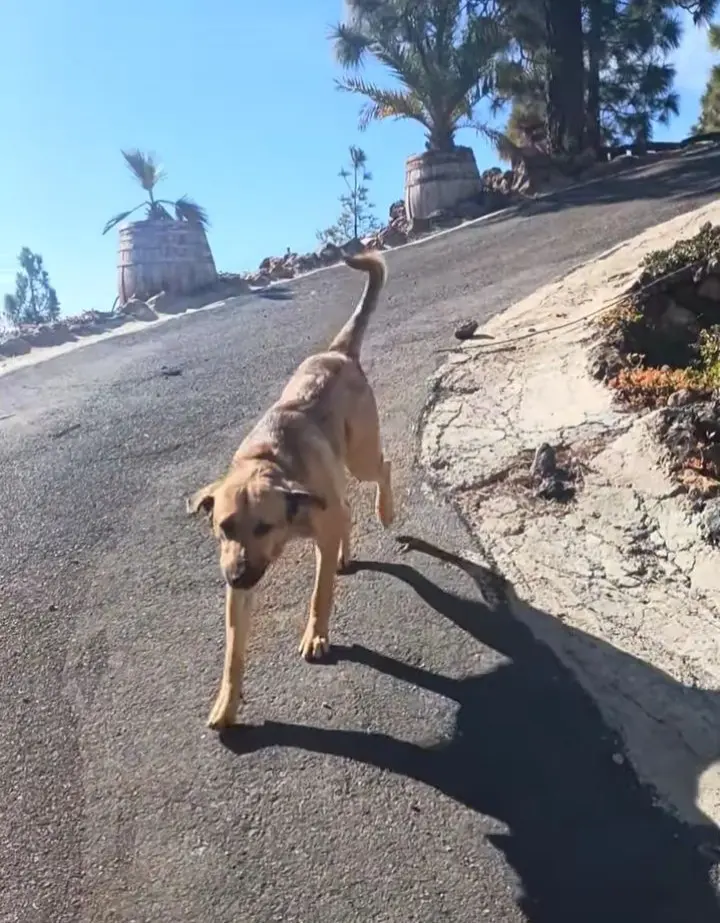 perro reunited     Chien