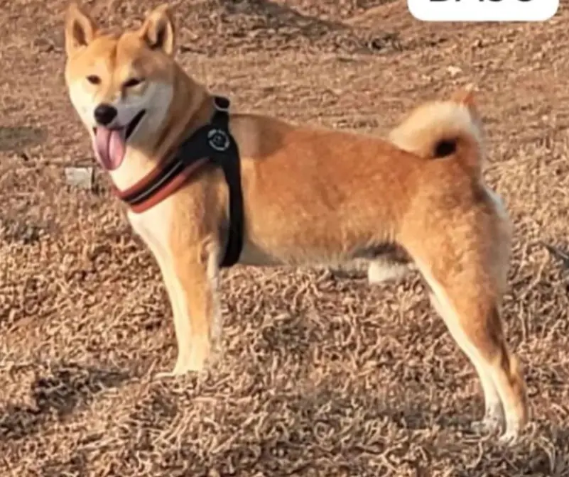 perro reunited     Haru