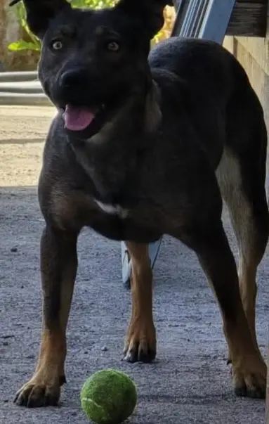 perro reunited     Petra