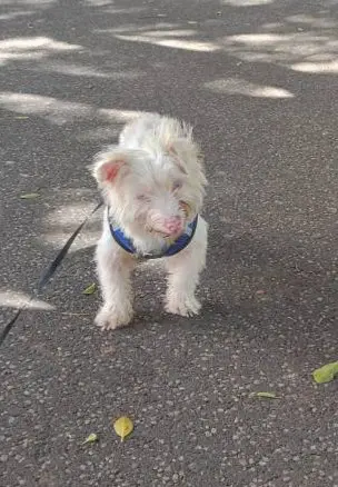 perro reunited     Rambo
