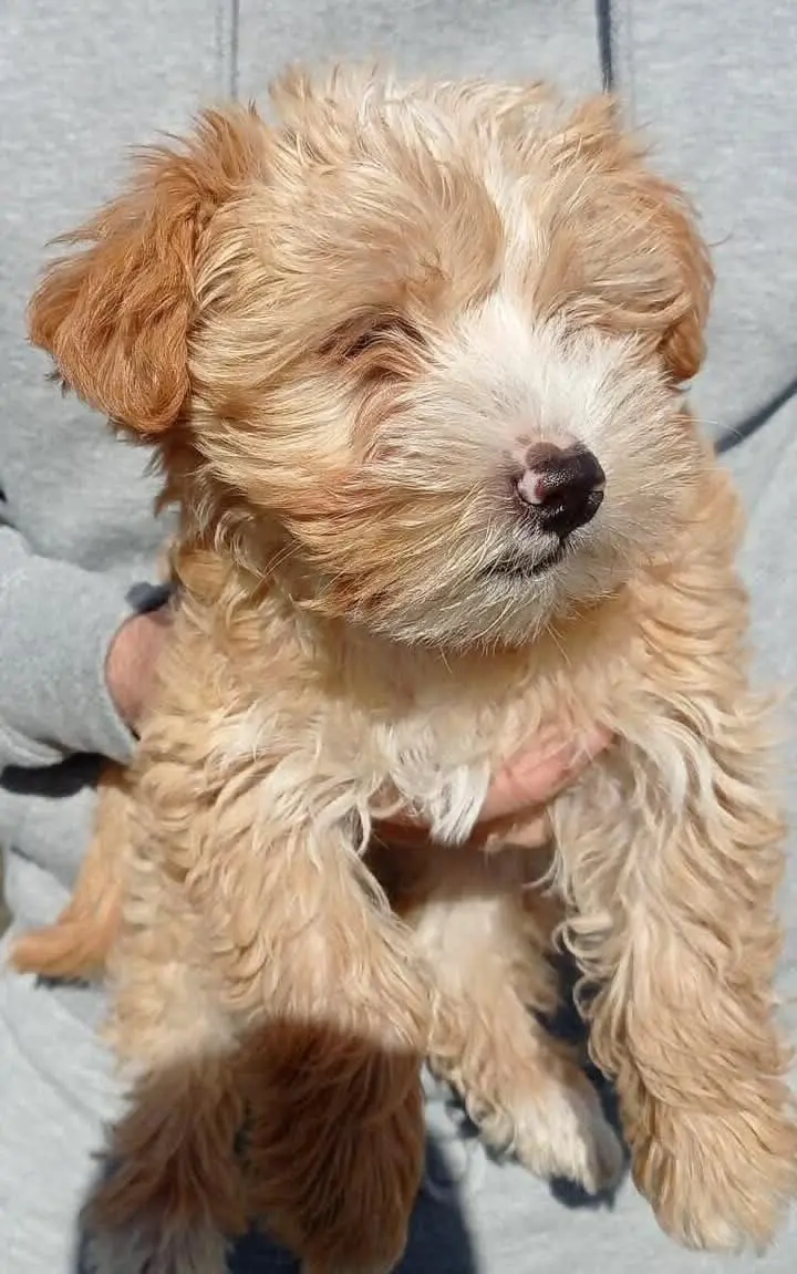 perro reunited     Roco
