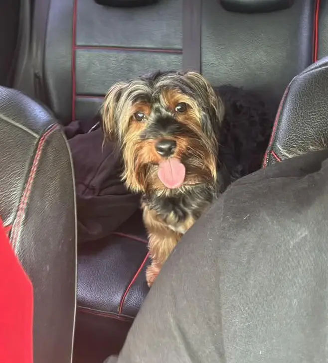 perro reunited     Roy