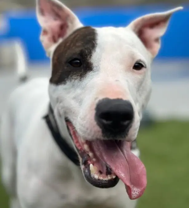 perro reunited     Runner