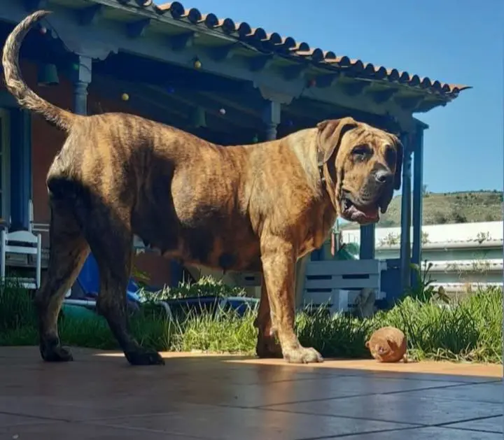 perro reunited     Trufa
