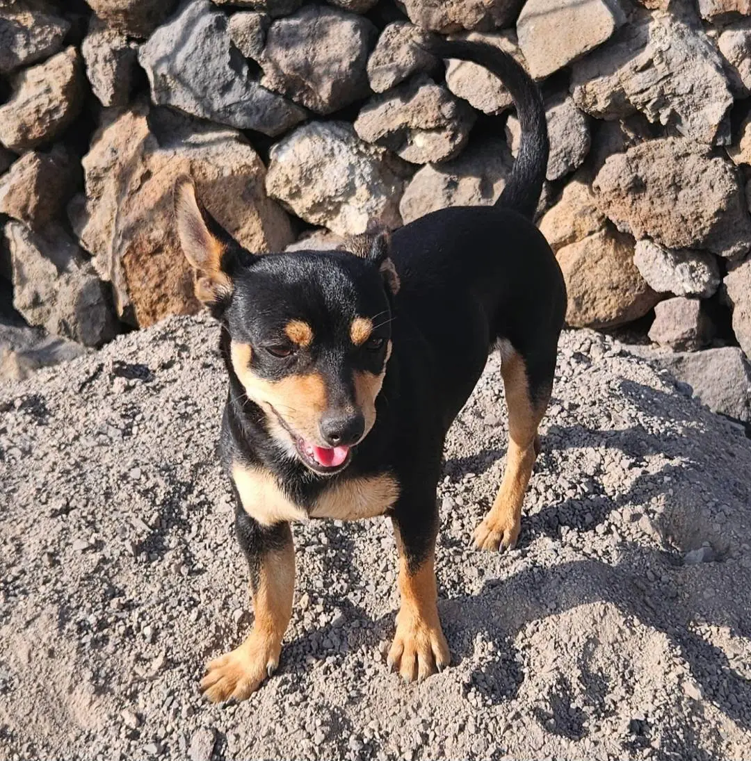 perro reunited  Gran Canarias 35518 Tías Cain