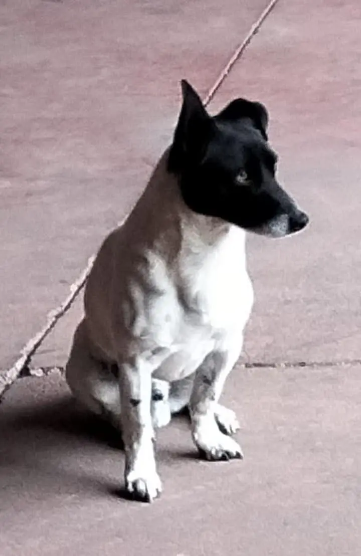 perro reunited  Gran Canarias 35518 Tías Sultan