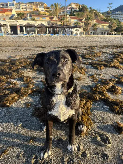perro reunited   18180 Diezma Bob