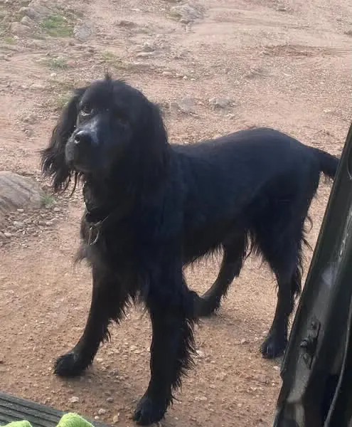 perro reunited   22123 Angüés Gor