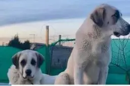 perro reunited    Jaén Tyson