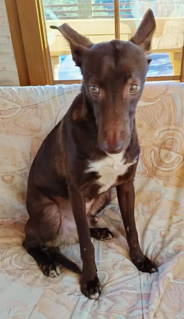 perro reunited    Cártama Brownie