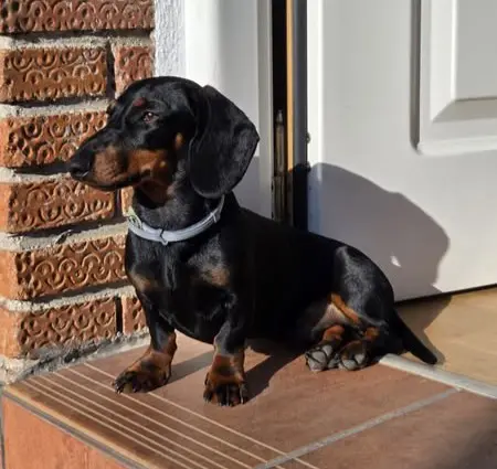 perro reunited 2 Calle de Rafael Botí 28334 Pozuelo de Alarcón Benito
