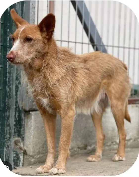 perro reunited   28160 Talamanca de Jarama Benji