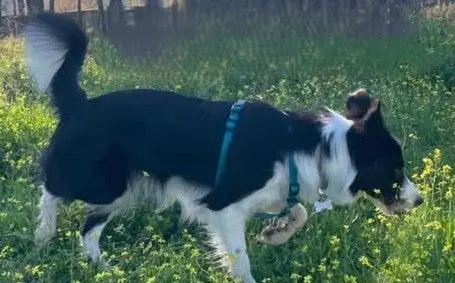 perro reunited    Pozuelo del Rey Cala