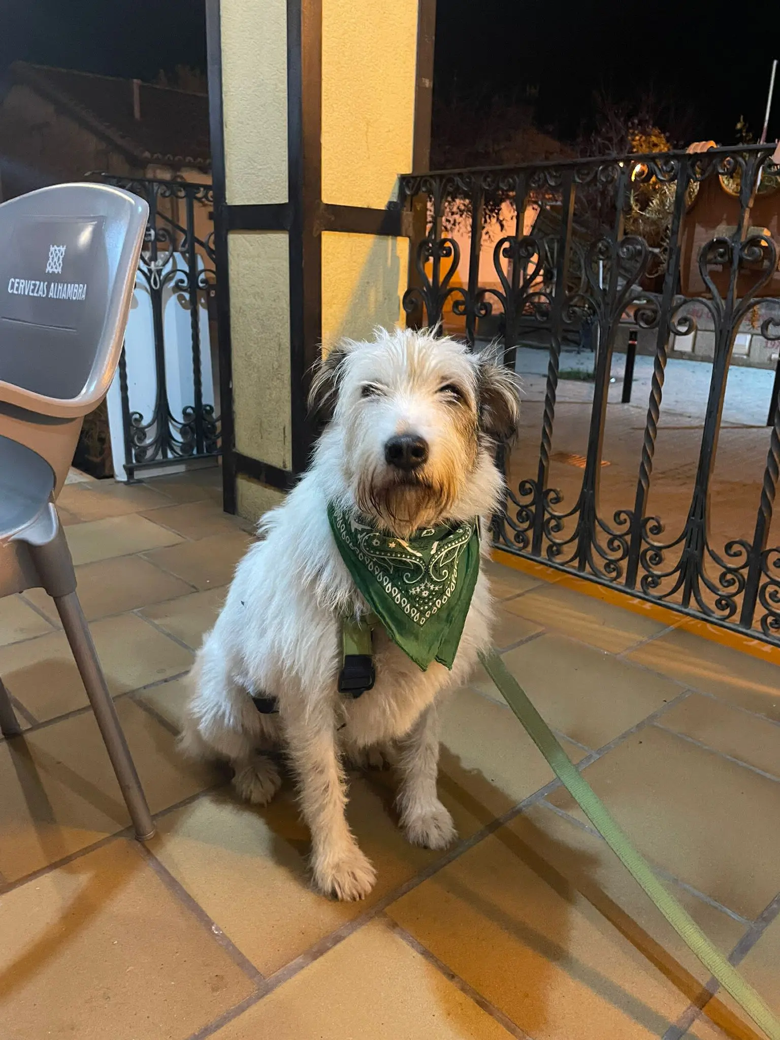 perro reunited    Torremocha de Jarama Claus