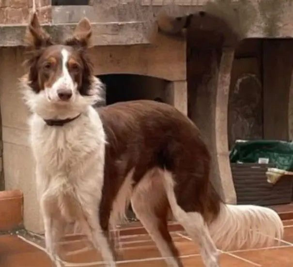 perro reunited 4 Carretera de La Granja 28400 Collado Villalba Cooper