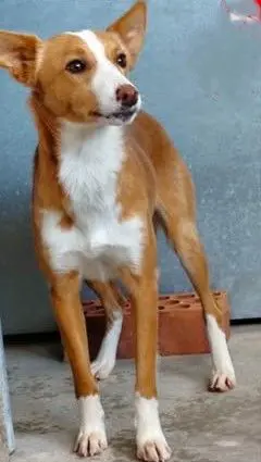 perro reunited    El Boalo Fredy