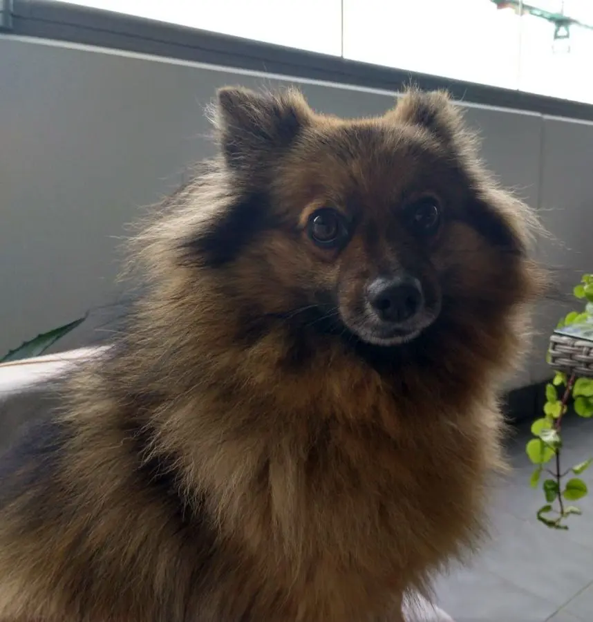 perro reunited   28500 Arganda del Rey Lucas