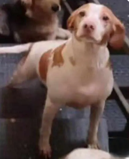 perro reunited  Calle del Alcaudón 28019 Madrid Bobo