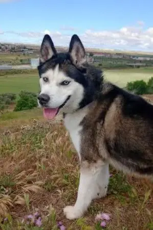 perro reunited  Plaza del Embarcadero de Atocha 28014 Madrid Jacob