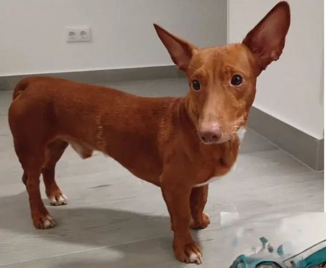 perro reunited  Calle de Fuenlabrada 28019 Madrid Zippi