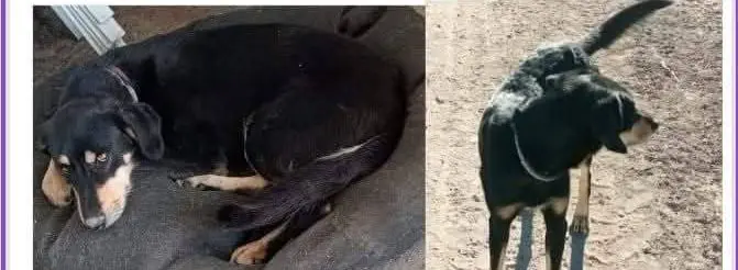 perro reunited   28160 Talamanca de Jarama Maxi