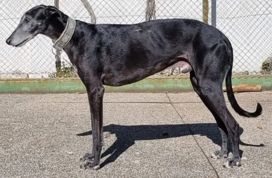 perro reunited   28950 Moraleja de Enmedio Romeo