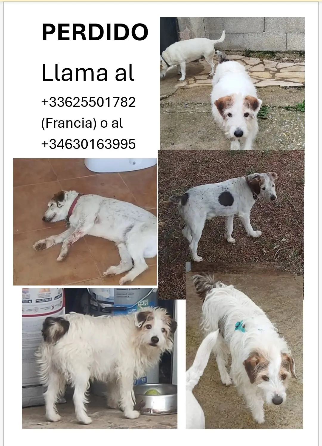 perro reunited    Lorca Jeepsy