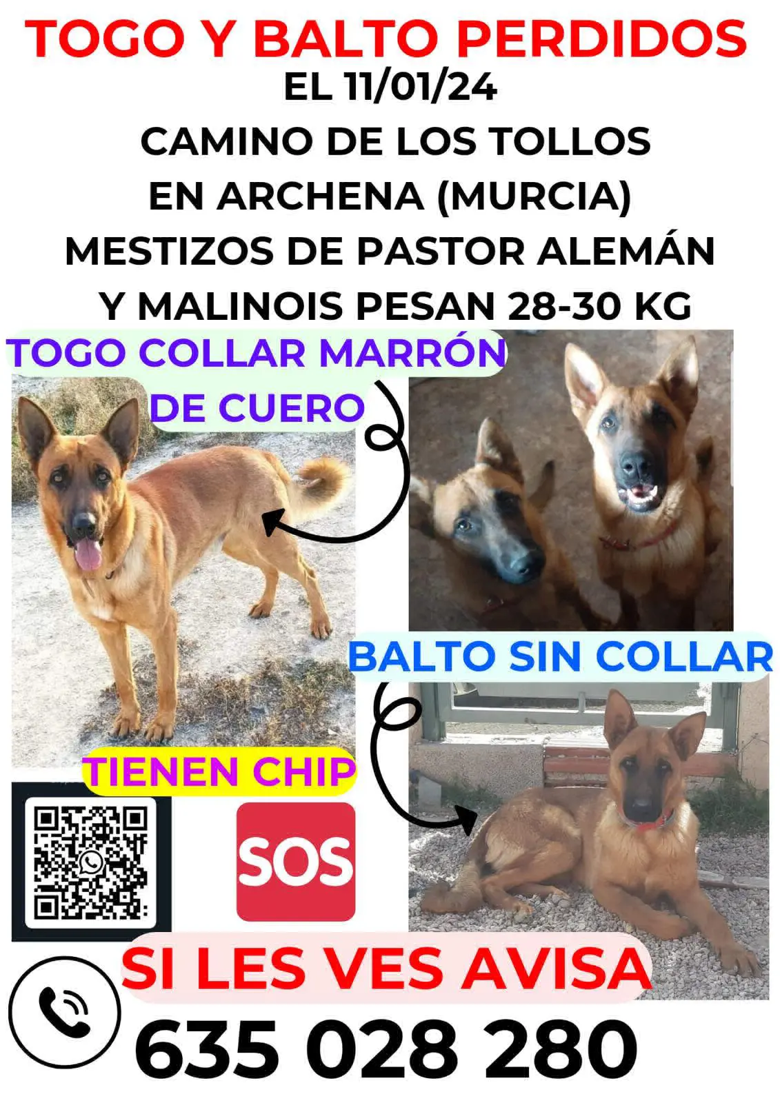 perro reunited   30600 Archena Togo y balto
