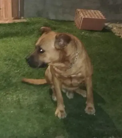 perro reunited    Murcie Rocky