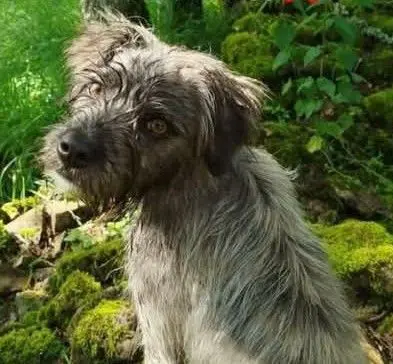 perro reunited     Coco