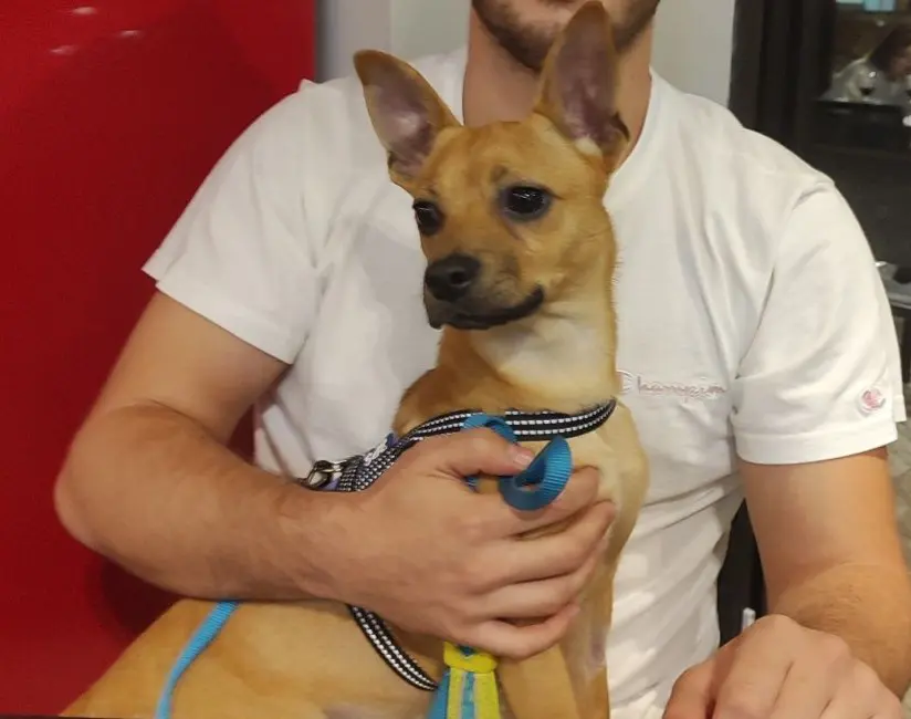 perro reunited     Calimero
