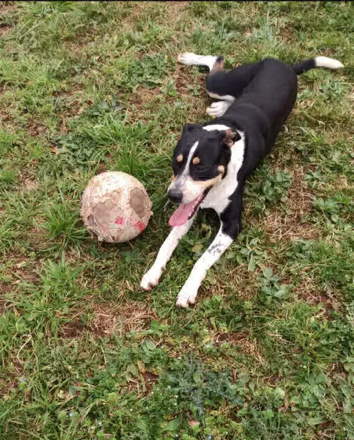 perro reunited  Calle Siero 33010 Oviède Luki