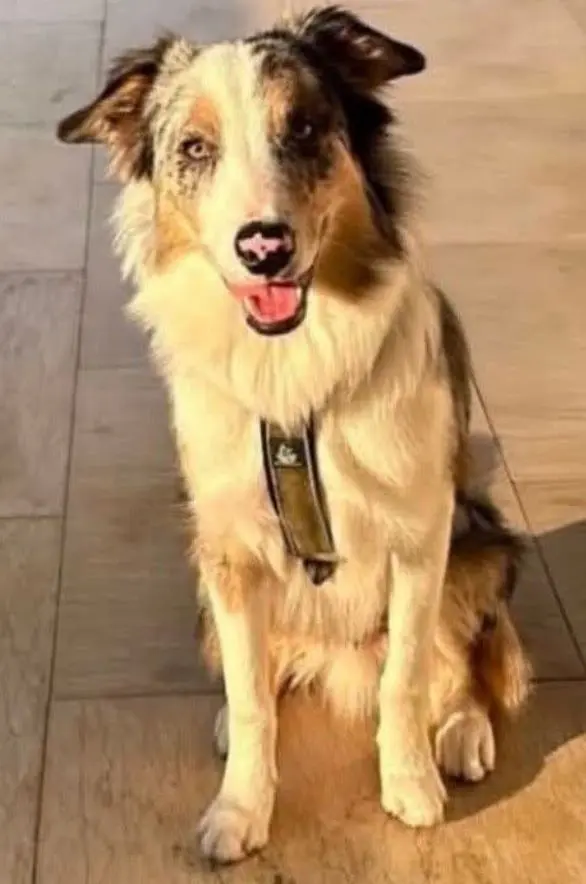 perro reunited 3 Calle San Francisco 33003 Oviède Ron
