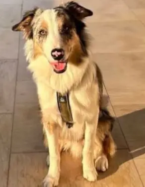 perro reunited  Calle Las Regueras 33006 Oviède Ron