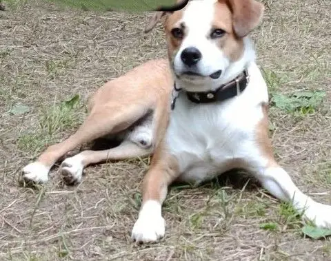 perro reunited 3 Calle San Francisco 33003 Oviède Toby
