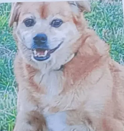 perro reunited  PR-AS 183 Senda Verde de Priañes 33825 Oviède Triskel - triski