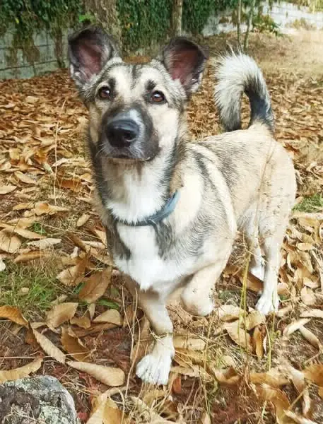 perro reunited     Mia