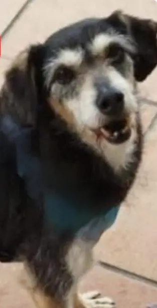 perro reunited     Flaco