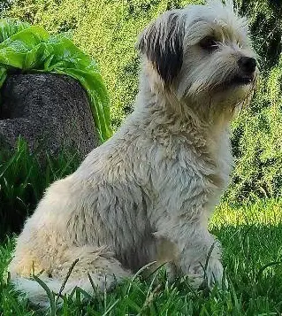perro reunited     Bambu