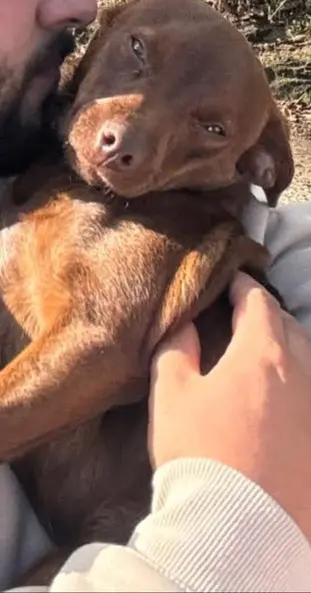 perro reunited     Brown