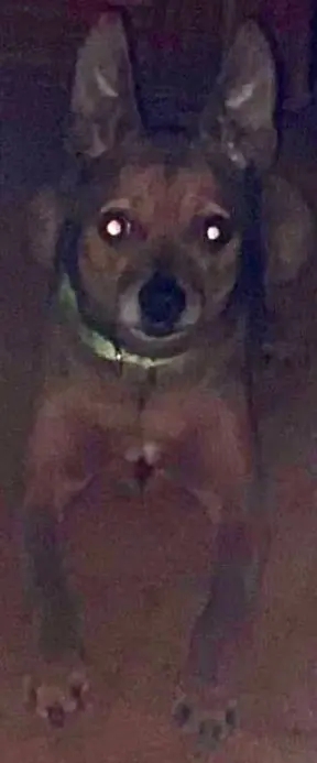 perro reunited     Duke