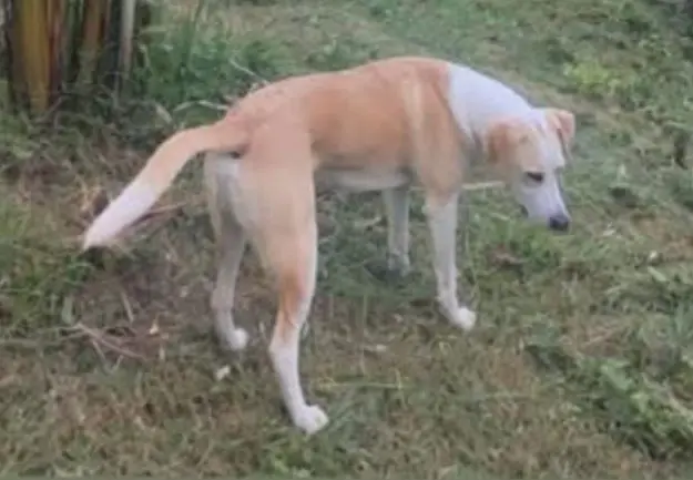 perro reunited     Millo