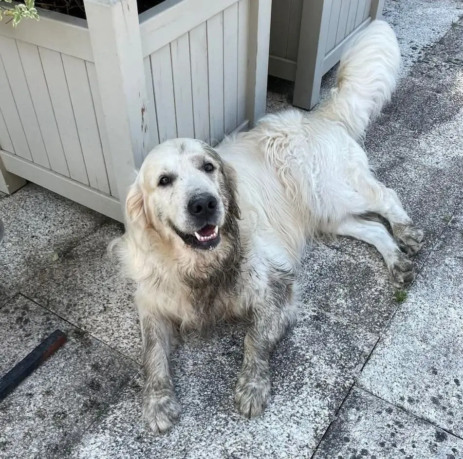 perro reunited     Perro
