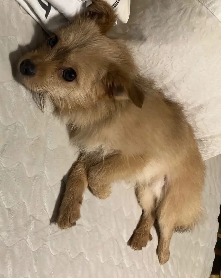perro reunited     Roquet