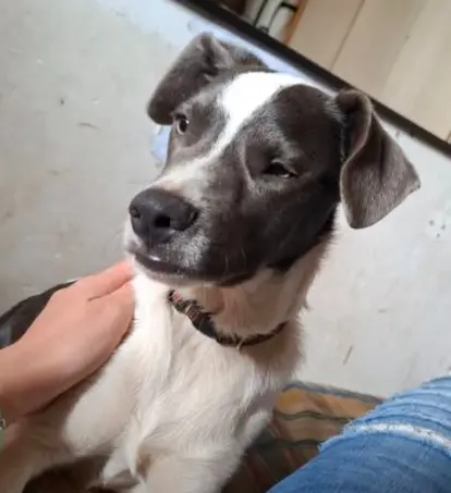 perro reunited     Salva