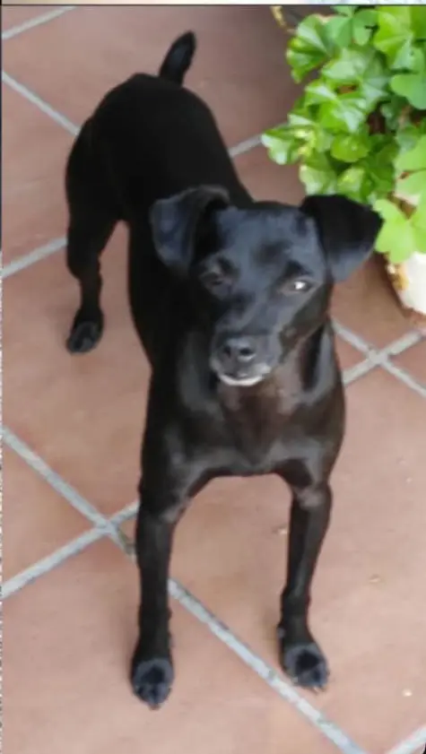 perro reunited     Toby