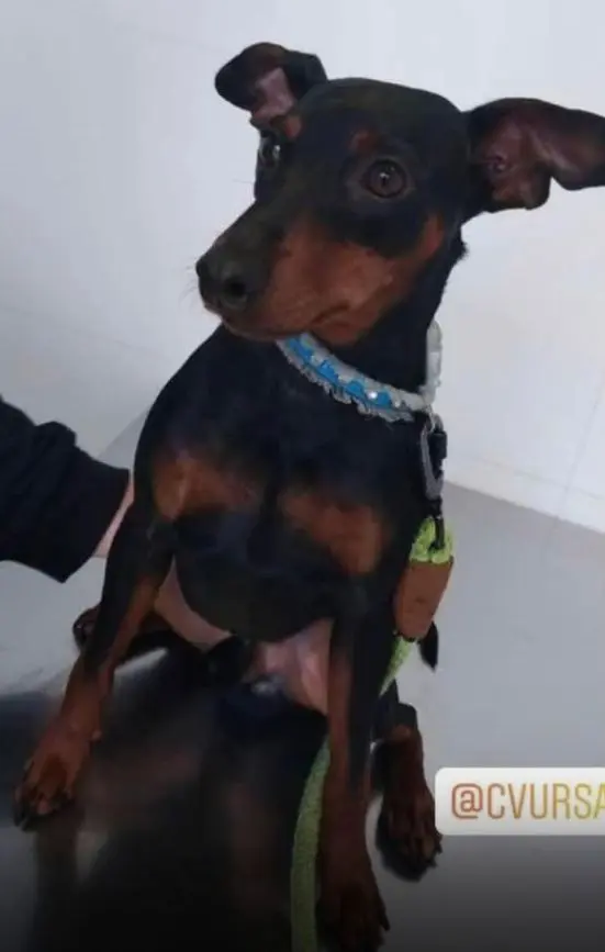 perro reunited  Autovía Ronda de la Bahía de Santander 39011 Peñacastillo Rocky