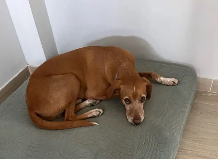 perro reunited   41927 Mairena del Aljarafe Roco