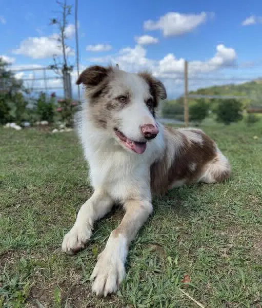 perro reunited   20180 Oiartzun Elur